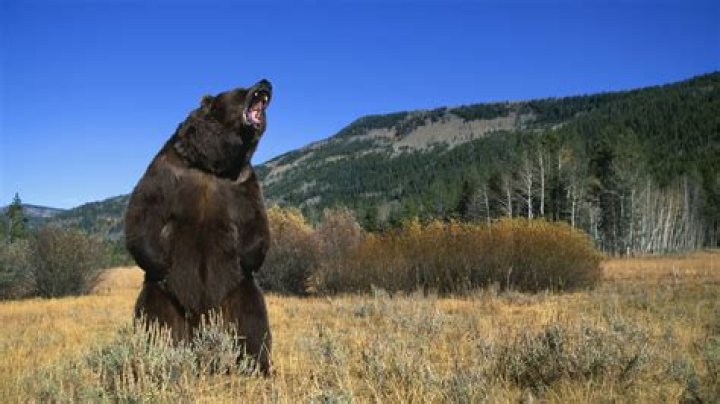 Unveiling The Enigma: Bear Attacks In Pennsylvania
